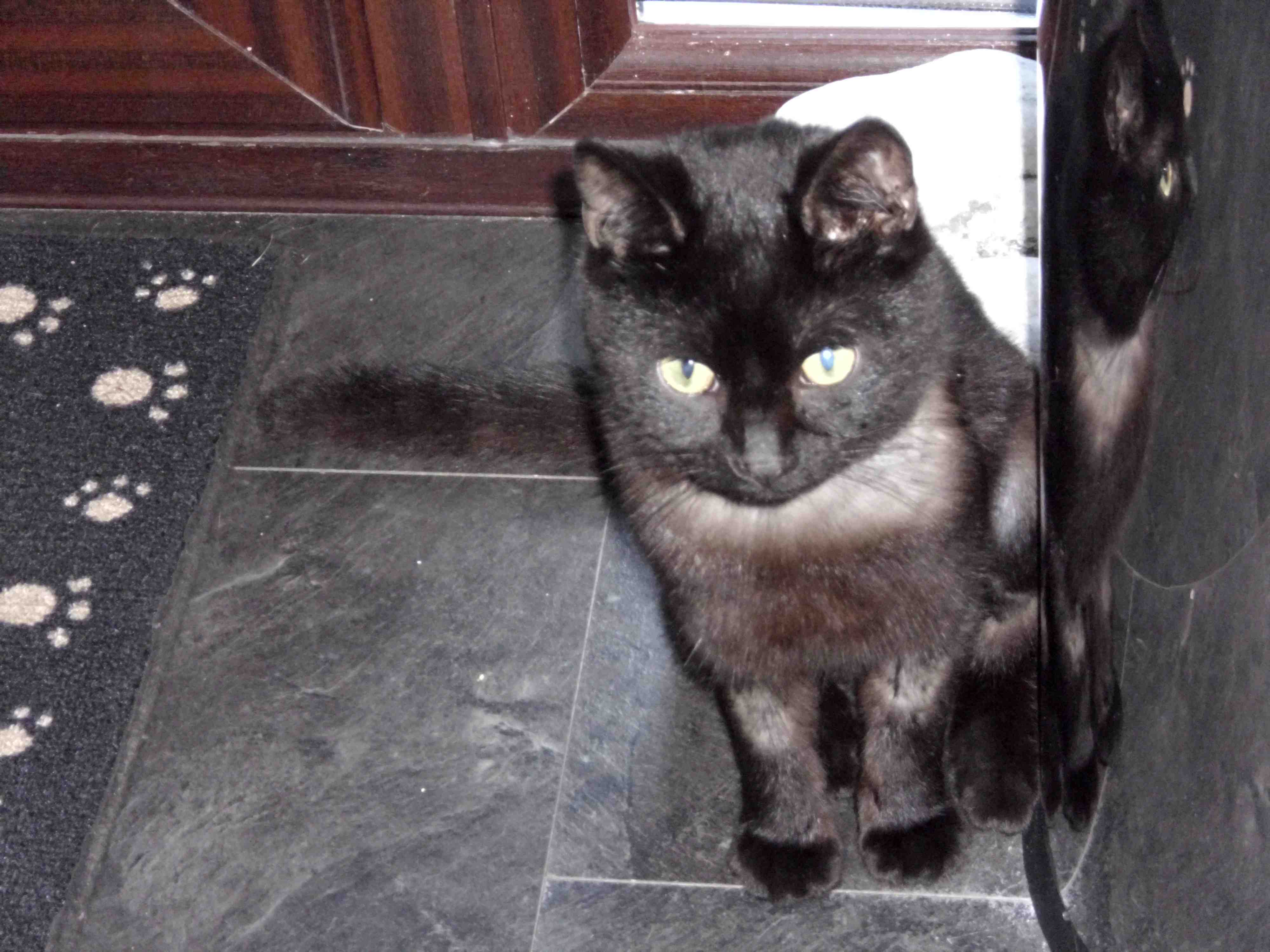 Dougal